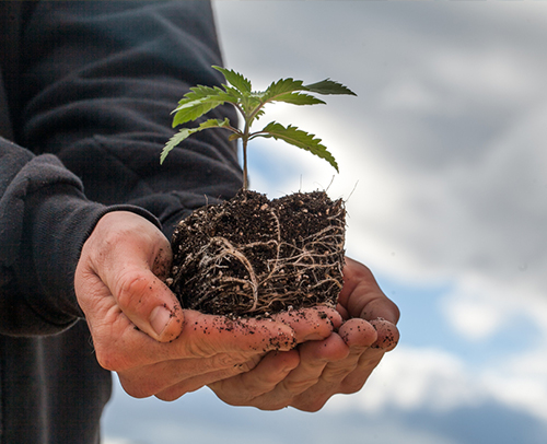 Qualified Cannabis Insurance - Our Commitment